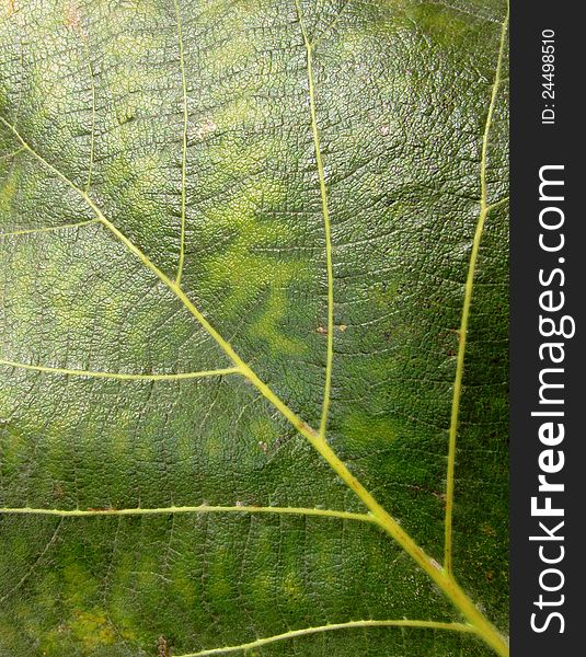 Green leaves abstract background texture