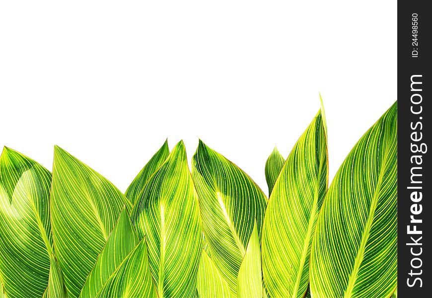 Giant Canna Leaves Background