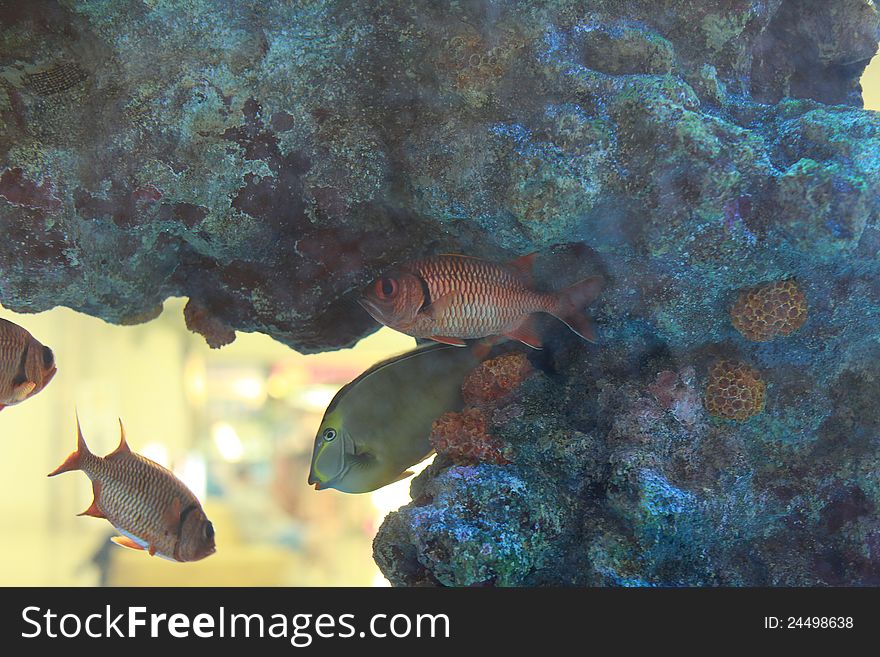 Blotch eye Soldierfish in an acrylic aquarium. Blotch eye Soldierfish in an acrylic aquarium.