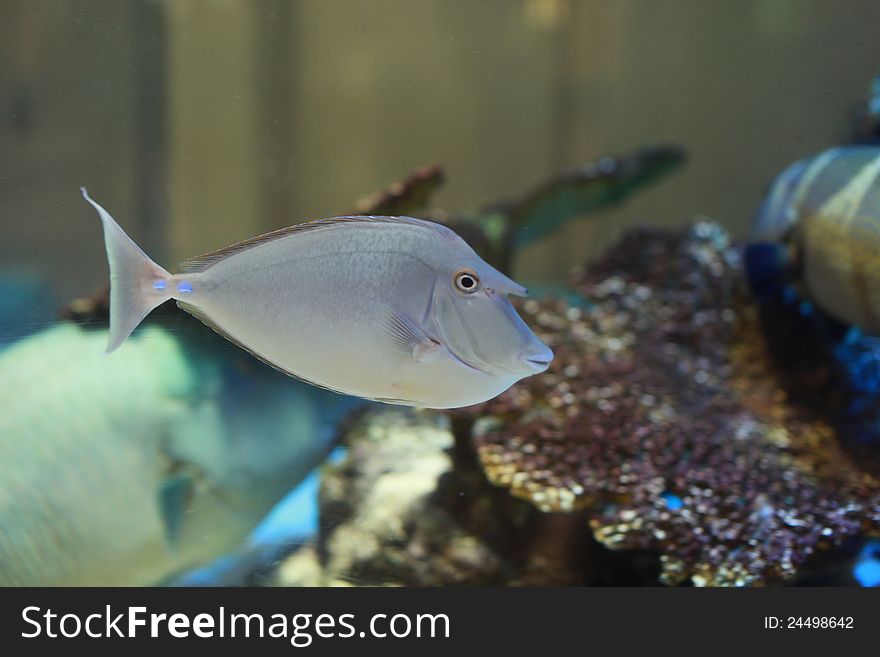Bluespine Unicornfish in an acrylic aquarium.