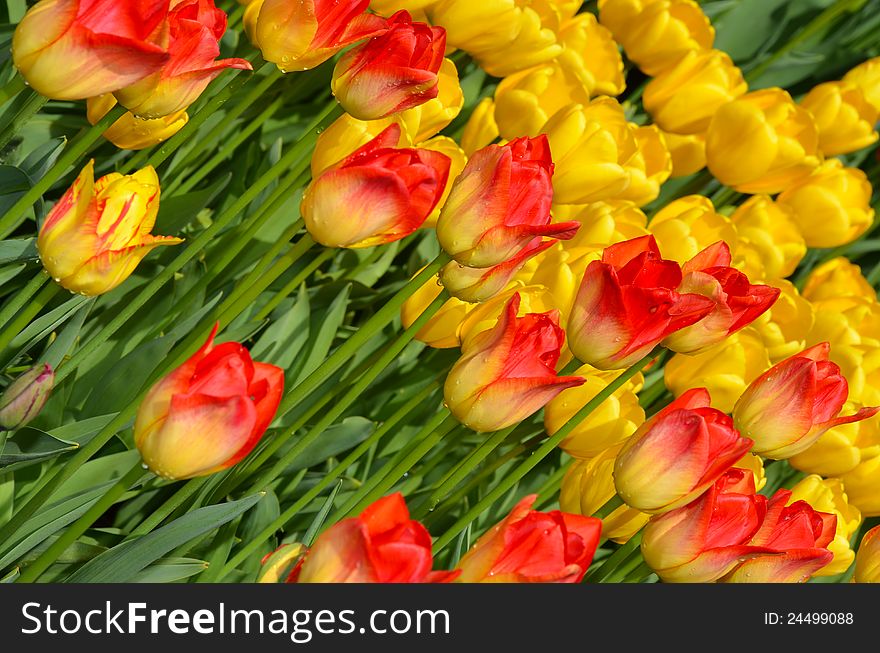 Fieldrange and yellow tulips on a spring day. Fieldrange and yellow tulips on a spring day