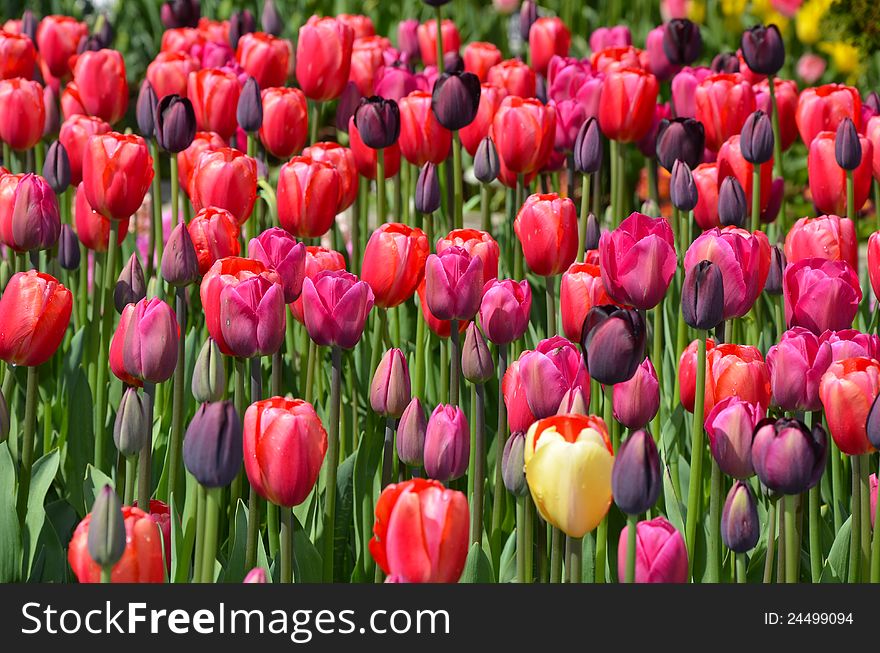 Field of pink and purple tulips