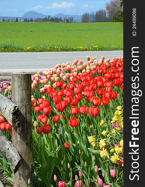 Field of tulips next to highway. Field of tulips next to highway