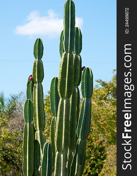 A large outdoor cactus against the sky with flower bud growing. A large outdoor cactus against the sky with flower bud growing.