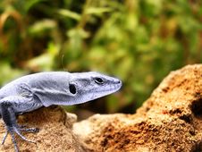 Blue Lizard Stock Photo Blue Lizard Stock Photo
