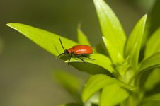 Red Lily Leaf Beetle Bug Stock Photography