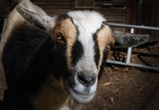 Nigerian Dwarf Goat Stock Image Nigerian Dwarf Goat Stock Image