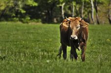 The Lone Cow Stock Photography