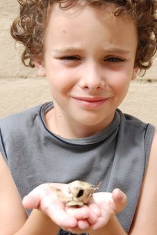 Boy Holding Poly Anheria Moth Stock Images