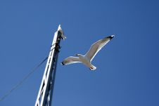 Two Seagulls Royalty Free Stock Photography