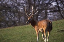 Deer Royalty Free Stock Photography