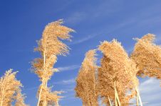 Trees With Dead Leaves Royalty Free Stock Photos Trees With Dead Leaves Royalty Free Stock Photos