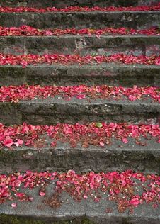 Stairs With Petals Royalty Free Stock Photo Stairs With Petals Royalty Free Stock Photo