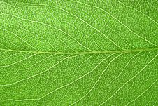 Fresh Pear Tree Leaf Royalty Free Stock Image Fresh Pear Tree Leaf Royalty Free Stock Image