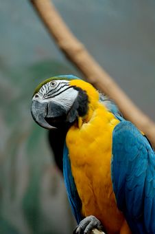 Parrot Royalty Free Stock Photos