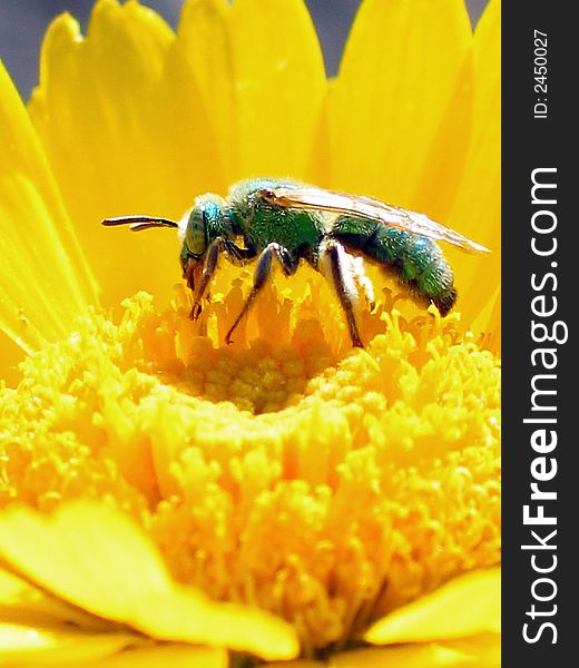 Green Bee Nectar
