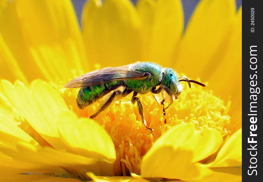 This bee is the only green bee I've ever seen. This photo was taken near Kingman, Arizona.