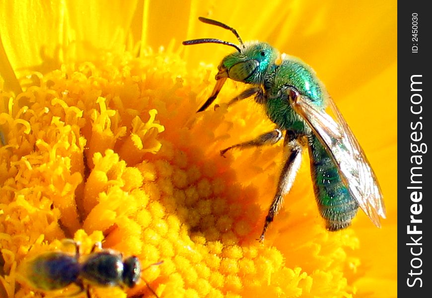 This bee is the only green bee I've ever seen. This photo was taken near Kingman, Arizona. This bee is the only green bee I've ever seen. This photo was taken near Kingman, Arizona.