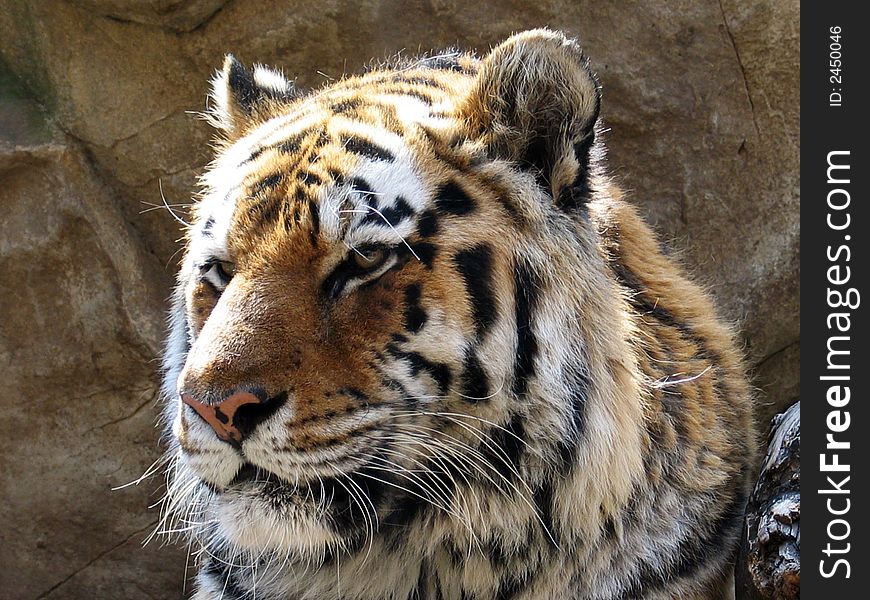 This image was captured at the Henry Doorly Zoo Cat Complex. The Henry Doorly Zoo is in Omaha, NE. This image was captured at the Henry Doorly Zoo Cat Complex. The Henry Doorly Zoo is in Omaha, NE.