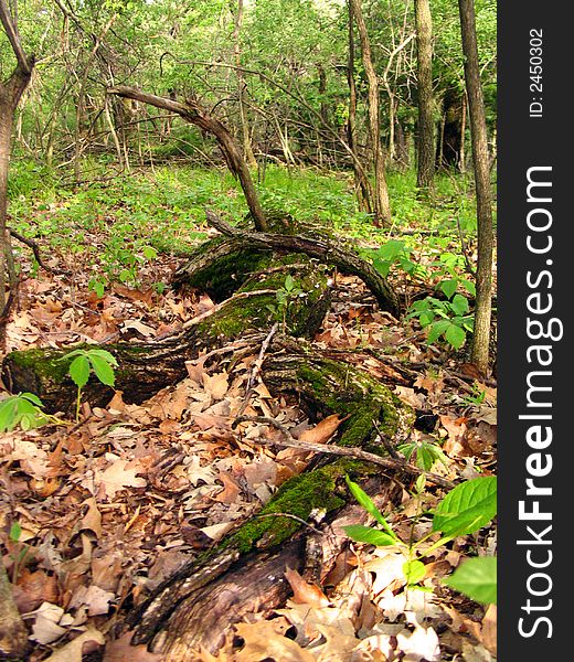 Schramm Park Forest Trail