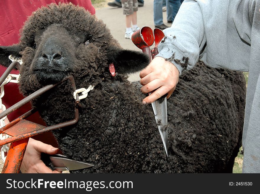 Close up of black sheep being trimmed at fair festival exhibit with hand shears. Close up of black sheep being trimmed at fair festival exhibit with hand shears