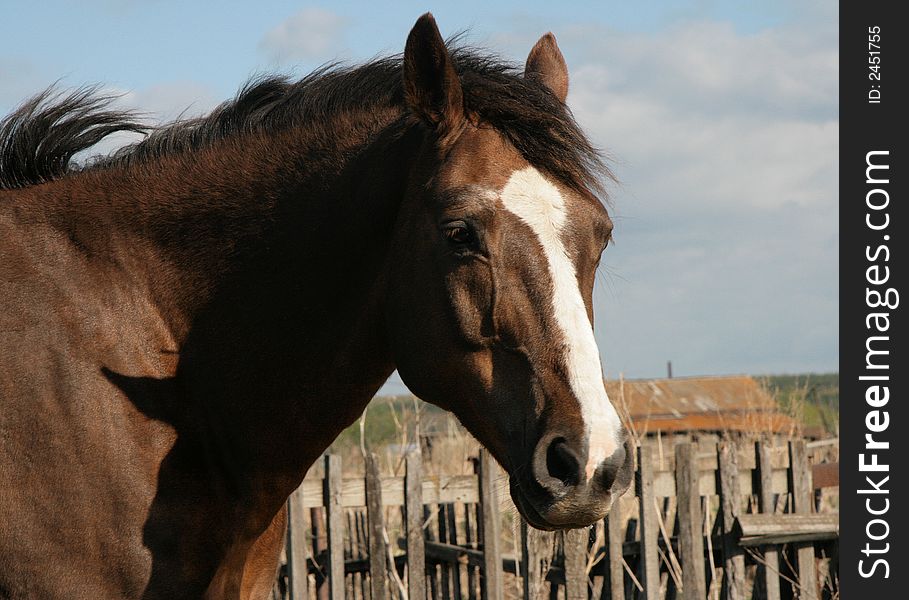 Horse on a background of a rural fence. Horse on a background of a rural fence.