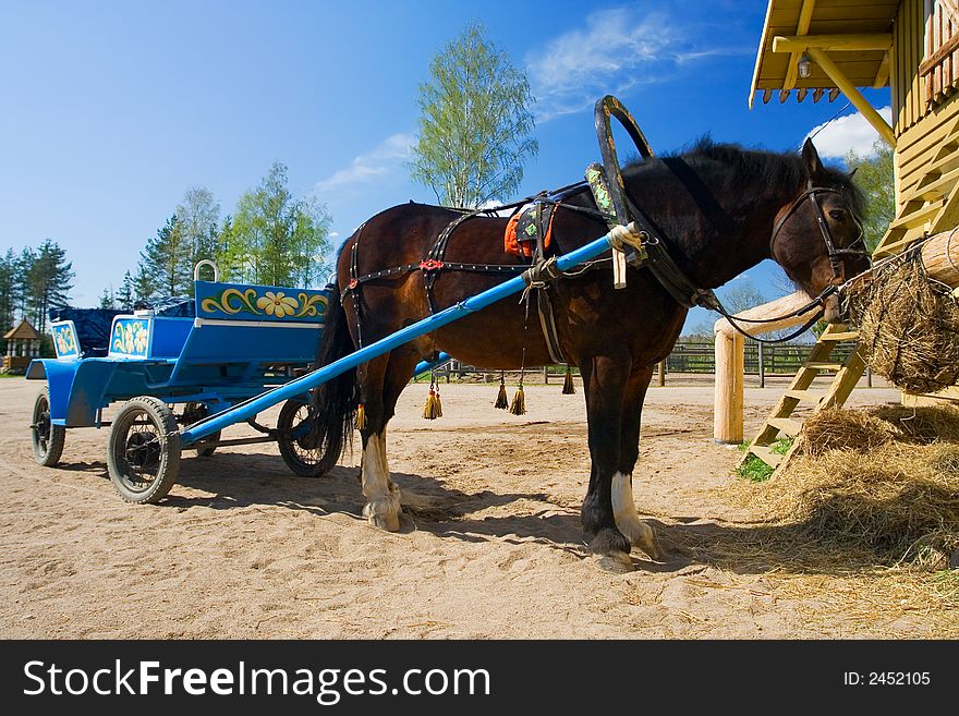 Horse in a harness on a farm on a background of the blue sky. Horse in a harness on a farm on a background of the blue sky