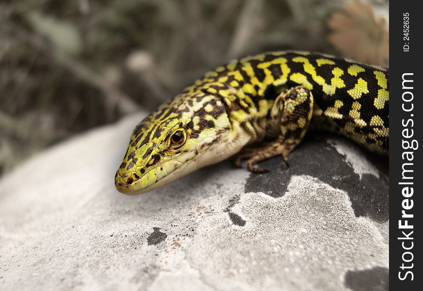 A lizard in photo pose