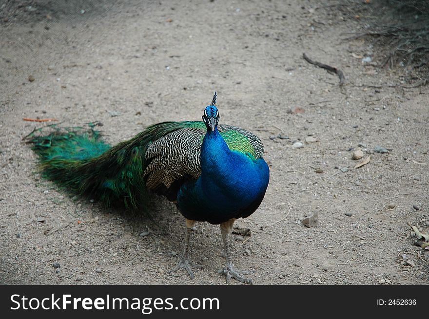 A peafowl in a Chinese park