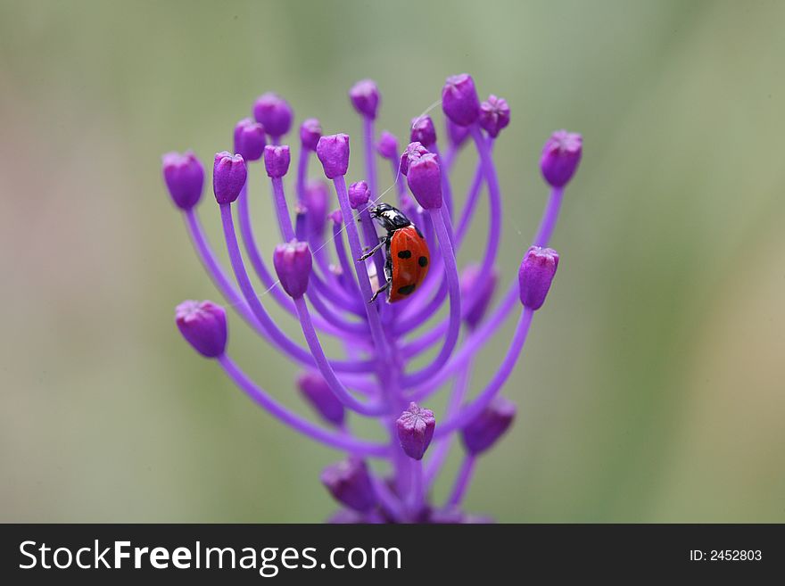 Ladybug on purple flower with blur background. Ladybug on purple flower with blur background