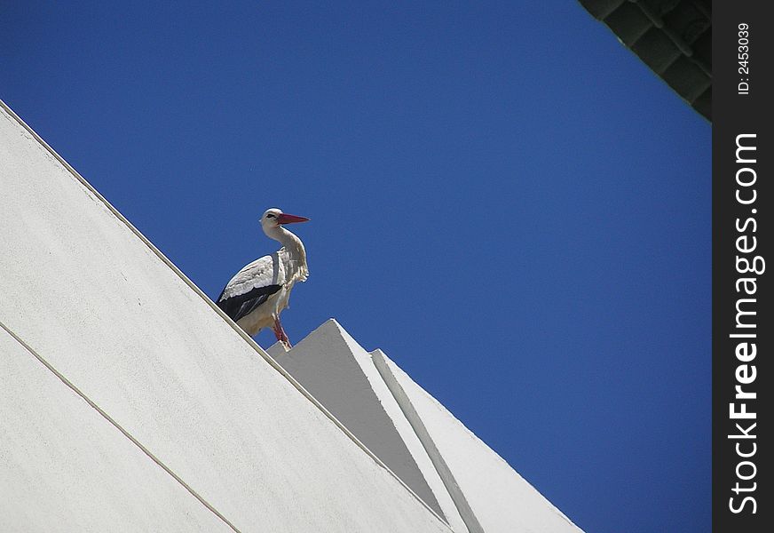 Stork standing on the roof of a modern building. (Faro, Portugal). Stork standing on the roof of a modern building. (Faro, Portugal)