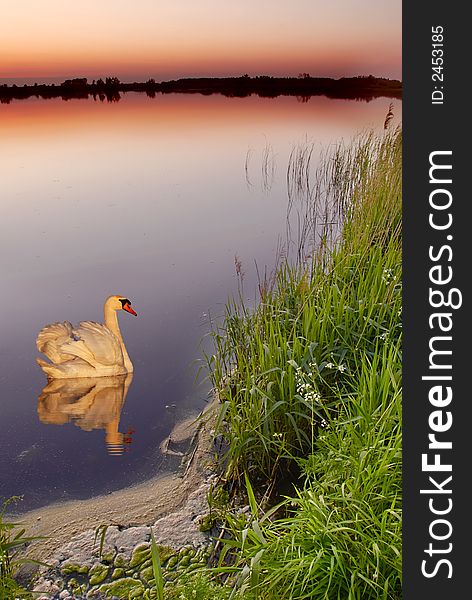 Swan on a lake after sunset