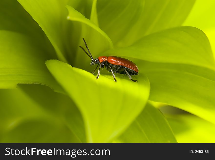 Red lily leaf beetle bug insect on green leafs