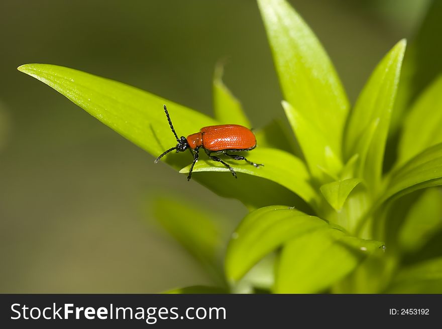 Red lily leaf beetle bug insect on green leafs