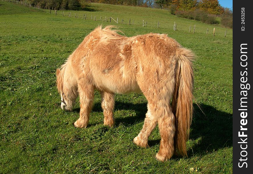 Brown horse on a meadow