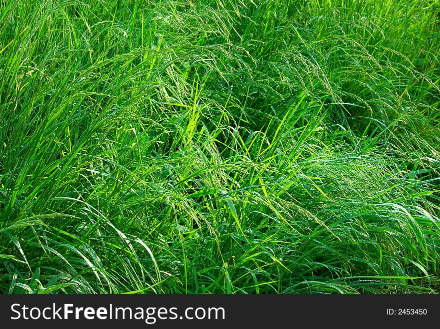 Grass after thunderstorm with drops of rain in rays of sun