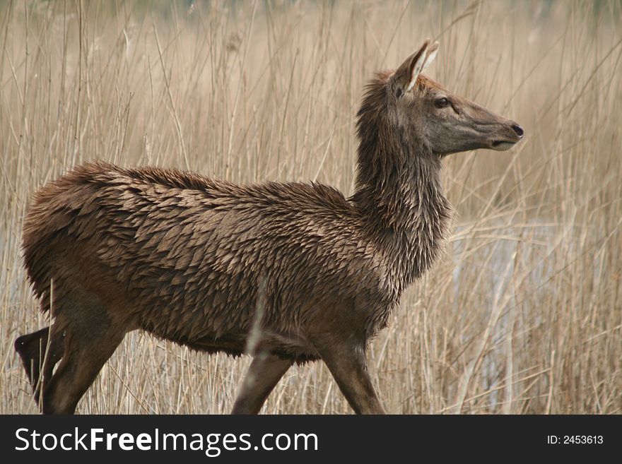 Deer walking around in a nature park. Deer walking around in a nature park