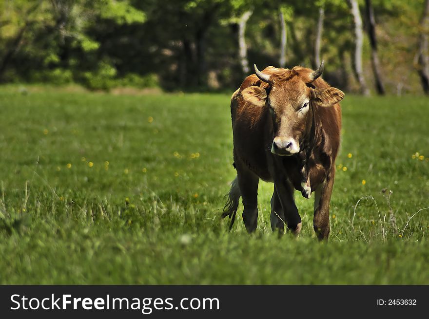 The cow standing in the field. The cow standing in the field.