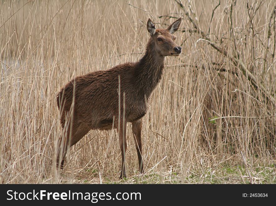 Deer walking around in a nature park