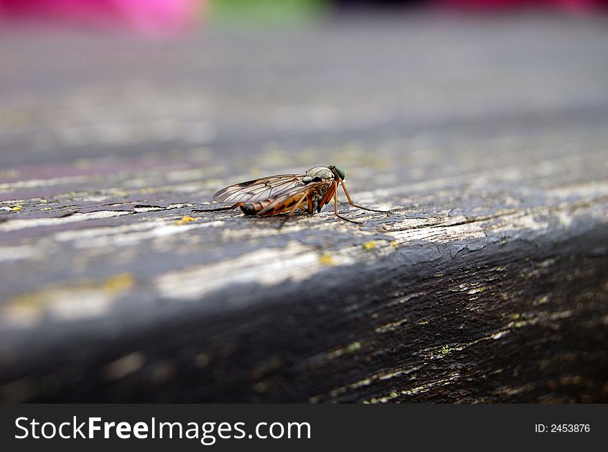 Green headed flying insect on table