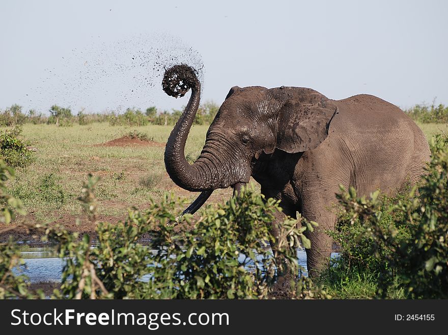 Elephant having fun in mud bath at Kruger Park. Elephant having fun in mud bath at Kruger Park