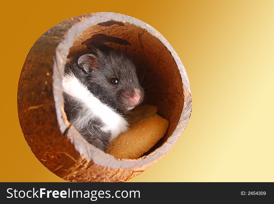 Cute hamster lying in it's little house. See also different backgrounds' versions!