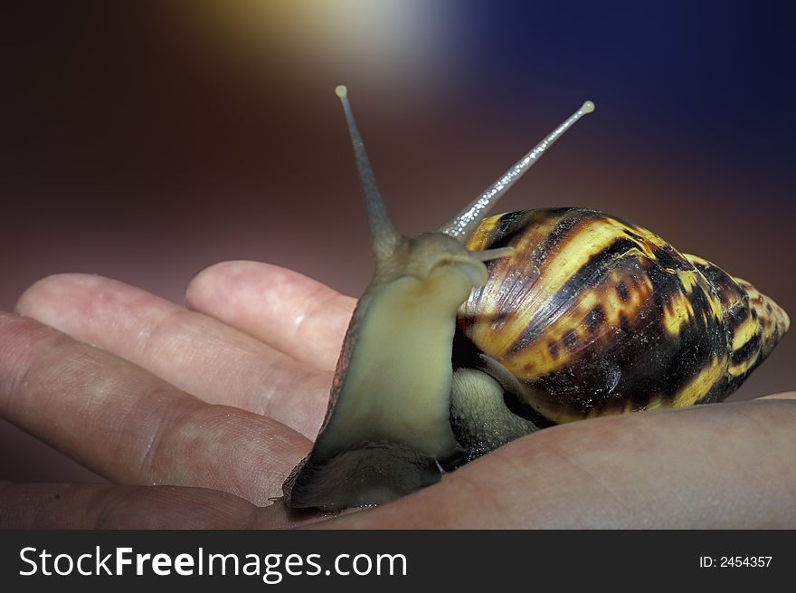 Big garden snail crawling along human hand