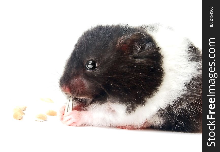 Cute hamster eating sunflower seeds isolated on white