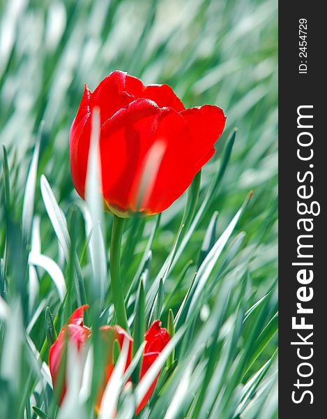 Red Tulip In Grass