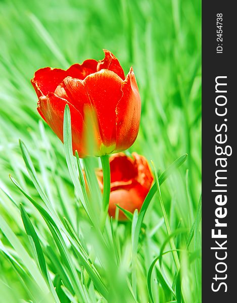 Red ripe and fresh tulip in grass. Red ripe and fresh tulip in grass