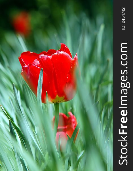 Red ripe and fresh tulip in grass. Red ripe and fresh tulip in grass