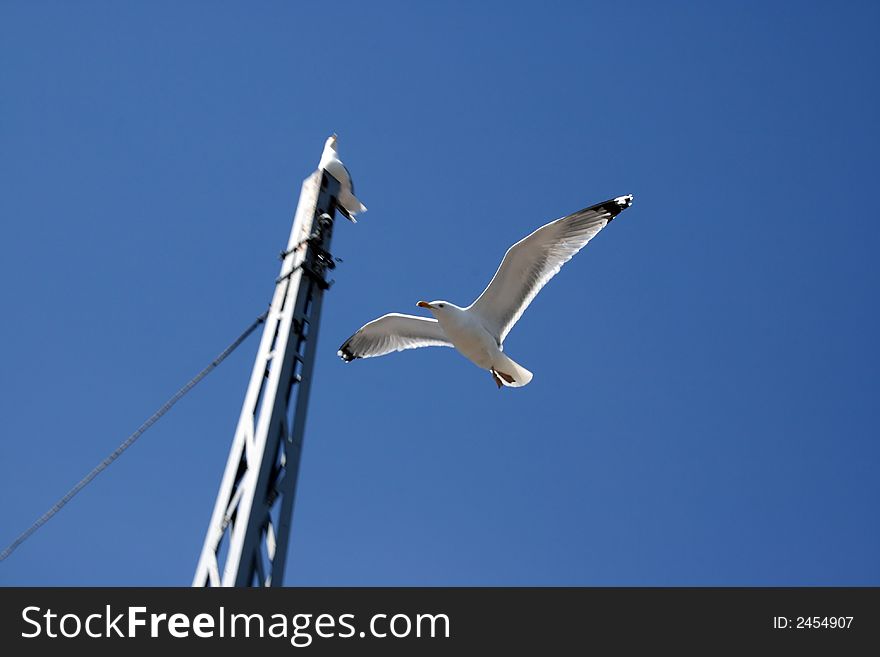 Two seagulls on blue sky