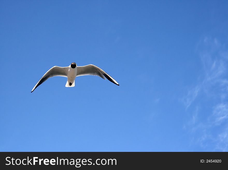 Seagull's look from blue sky