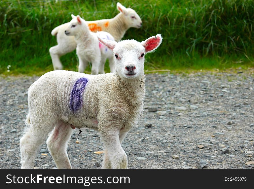 Lambs aged 7 days being moved to another field going past my house. Lambs aged 7 days being moved to another field going past my house.